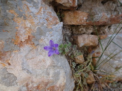 Campanula erinus