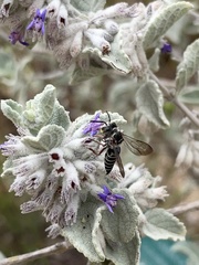 Synocoelioxys