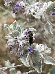 Synocoelioxys