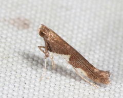 Caloptilia umbratella