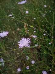Knautia integrifolia
