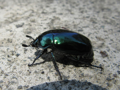 Macraspis rufonitida