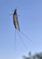 Ephemera danica