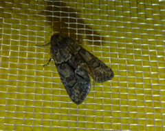 Cryphia fraudatricula