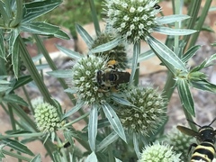 Melissodes communis communis