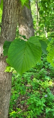 Tilia americana