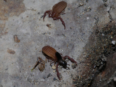 Wyochernes asiaticus