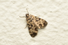 Aglossa caprealis