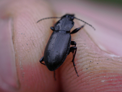 Pterostichus adstrictus