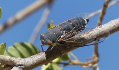 Hadoa chiricahua