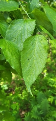 Celtis occidentalis