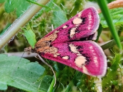 Pyrausta ostrinalis