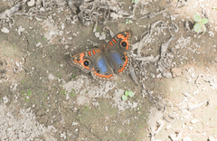Junonia genoveva