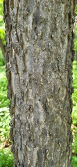 Celtis occidentalis