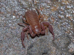 Wyochernes asiaticus