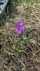 Primula scandinavica