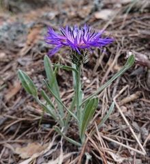 Centaurea graminifolia