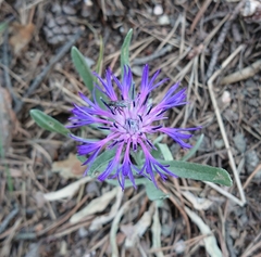 Centaurea graminifolia