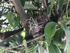 Tillandsia recurvata