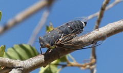 Hadoa chiricahua
