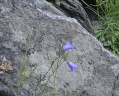 Campanula intercedens