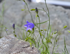 Campanula intercedens