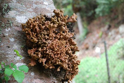 Laurobasidium lauri