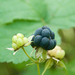 European Dewberry - Photo (c) Jordi Roy Gabarra, some rights reserved (CC BY-NC)