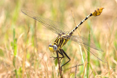 Dromogomphus spoliatus