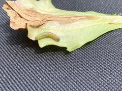 Argyrotaenia franciscana