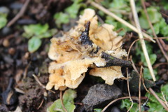 Cerrena zonata
