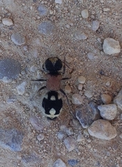 Ronisia barbarula