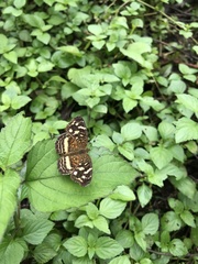 Anthanassa drusilla