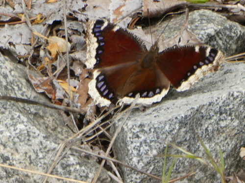 Mourning Cloak