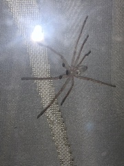 Olios sericeus