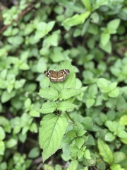Anthanassa drusilla