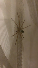 Olios sericeus
