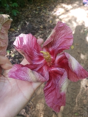 Thespesia grandiflora