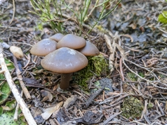 Clitocybe glacialis