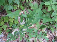 Lactuca canadensis