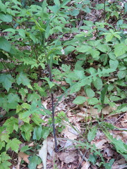 Lactuca canadensis