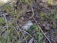 Clitocybe glacialis