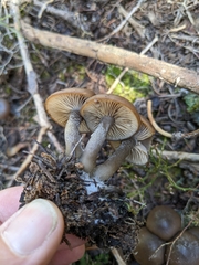 Clitocybe glacialis