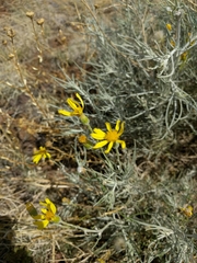 Senecio flaccidus flaccidus