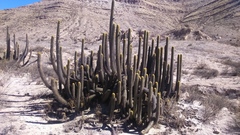 Weberbauerocereus weberbaueri