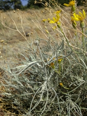 Senecio flaccidus flaccidus