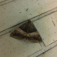 Bastilla fulvotaenia