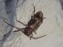 Exocentrus adspersus