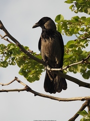 Corvus cornix
