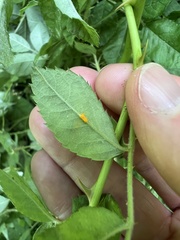 Phragmidium rosae-multiflorae
